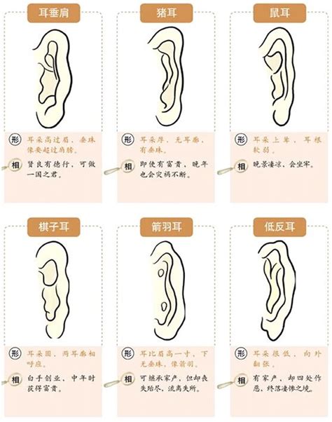 耳垂小 面相|面相耳朵图解【最详细版】 – 杨易德全集官网